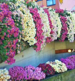 Alps Annecy flowered village