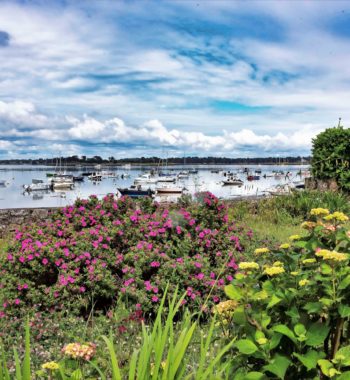 Brittany wildflowers by the sea Peter Donshik